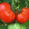 Tomato - Fireworks