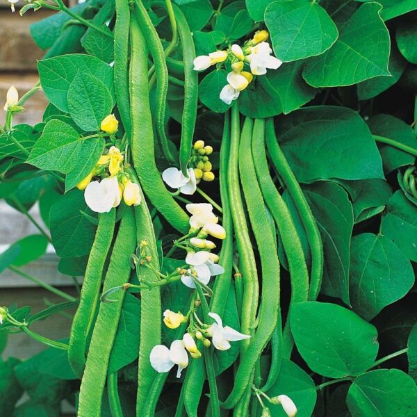 Runner Bean - White Lady