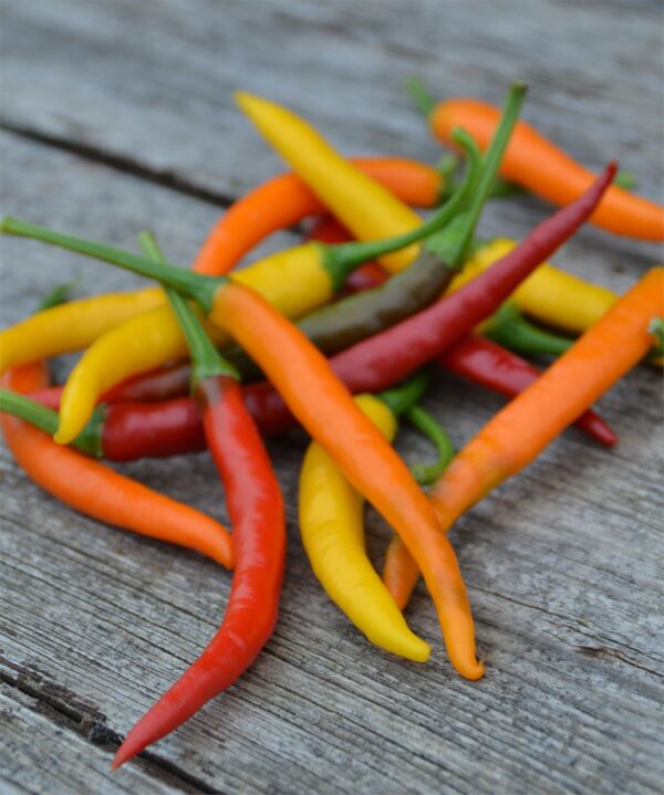 Pepper Hot - Rainbow Mix