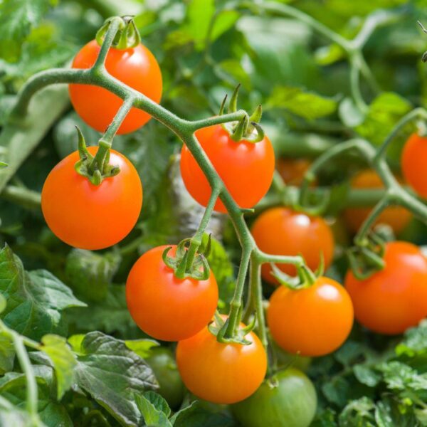 Tomato Orangeto F1