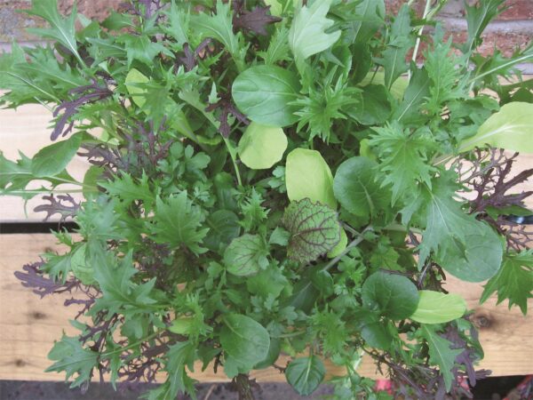 Mustard Salad Leaf Bright and Spicy