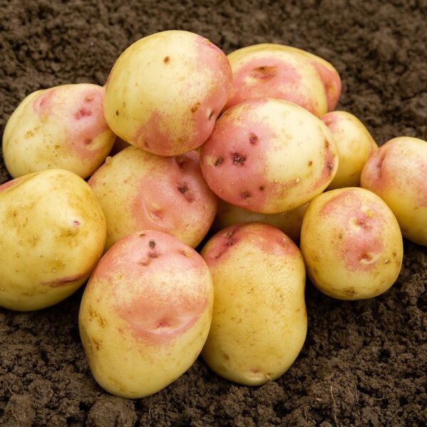 Seed Potatoes - King Edward - Image 3