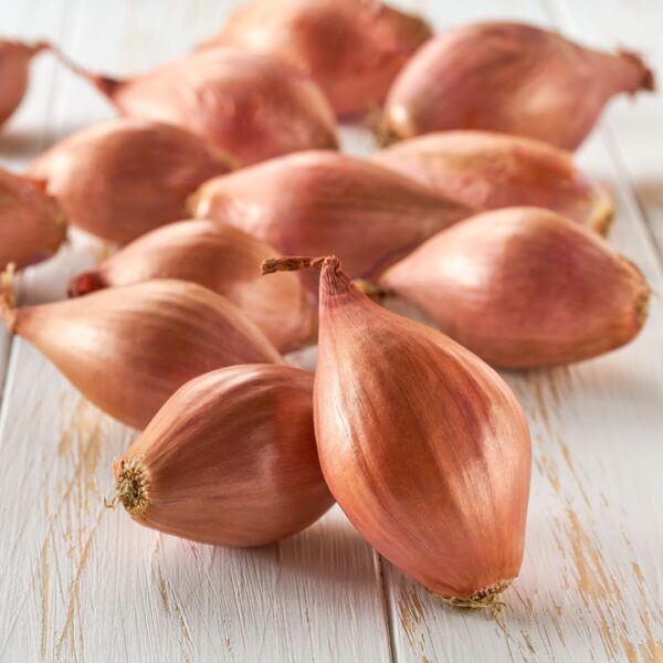 Shallots Longor - Image 2