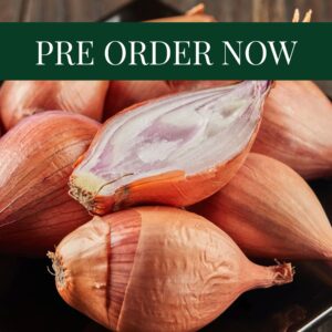 Shallots - Longor