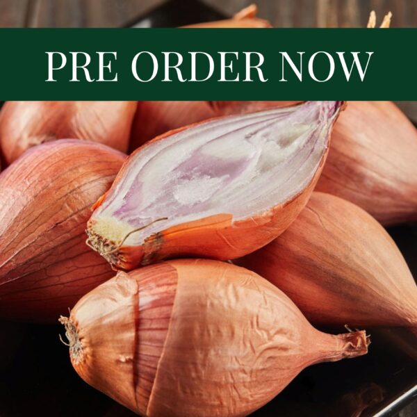 Shallots Longor