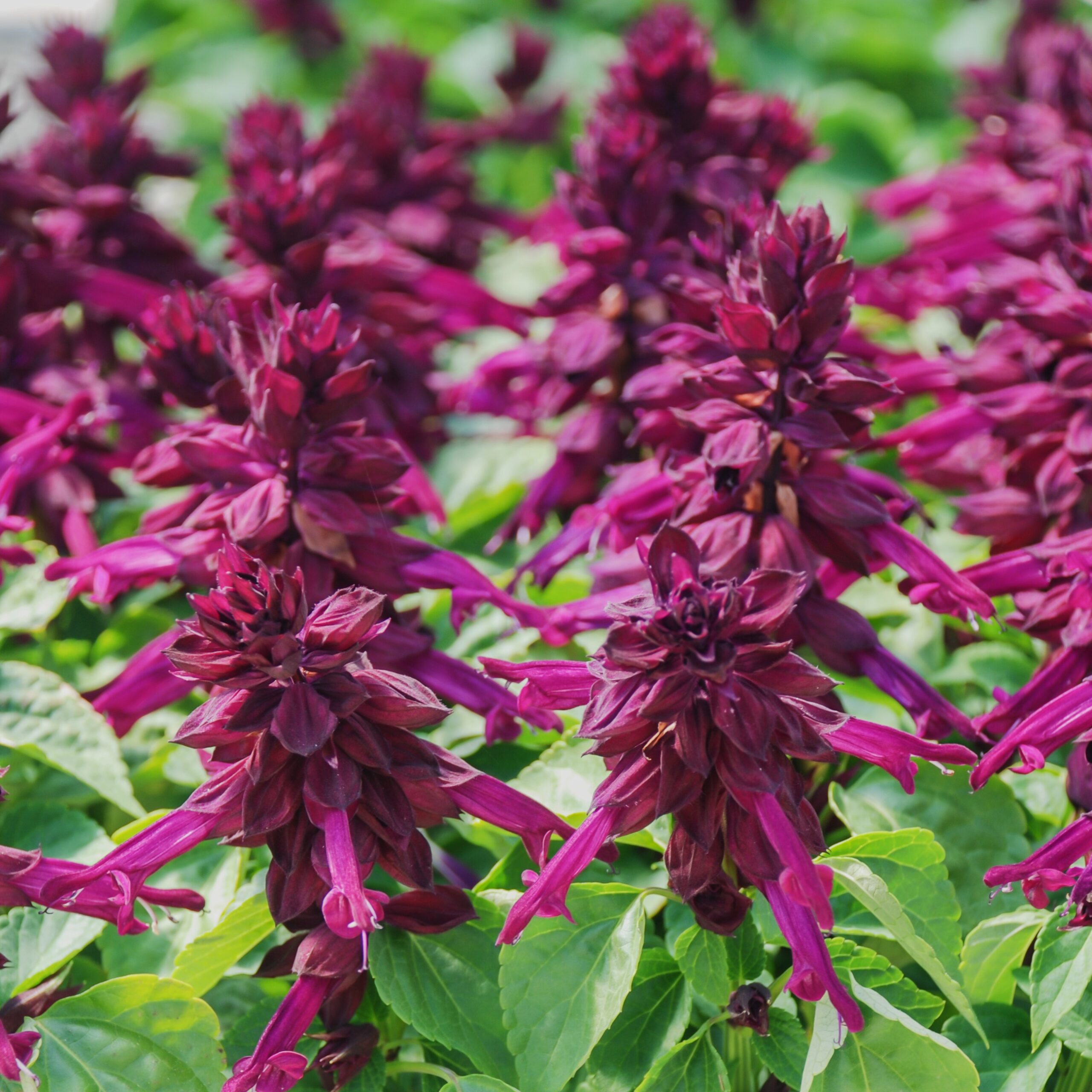Salvia Dwarf Purple