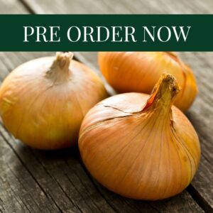 Onion Sets - Stuttgarter