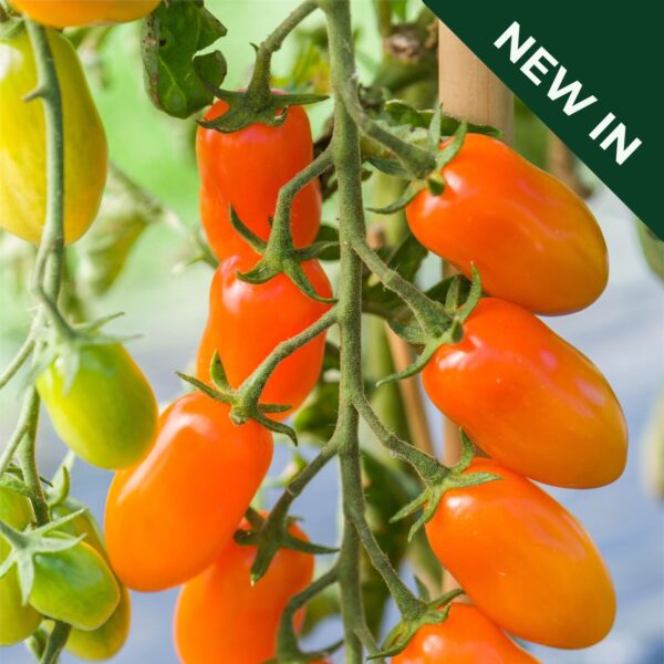 TOMATO DATLO F1