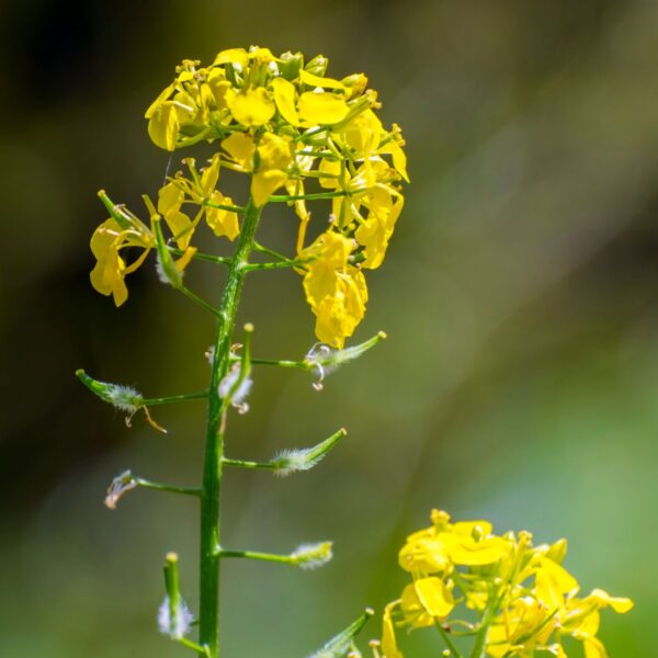 Green Manure White Mustard