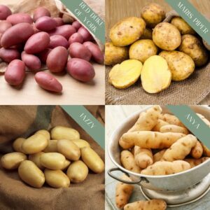 Seed Potato 'Customer Favourites' Collection
