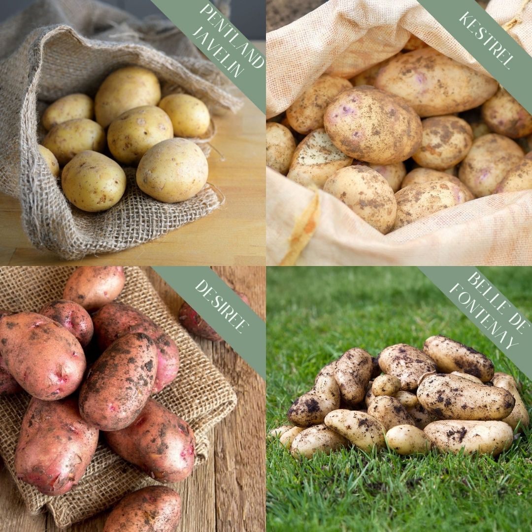Seed Potato 'Full Season' Collection