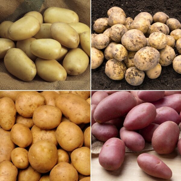 Seed Potato Customer Favourites Collection