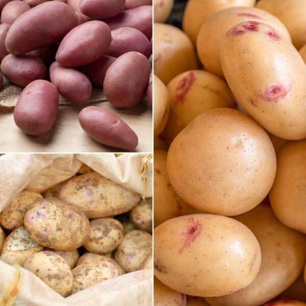 Seed Potato Full Season Collection