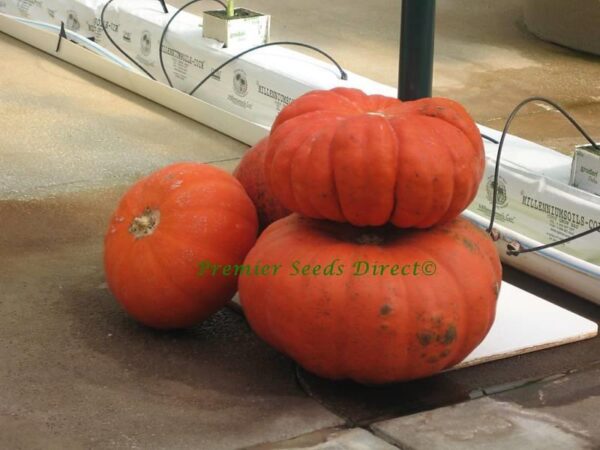 Squash - Pumpkin Rouge Vif D’Etampes