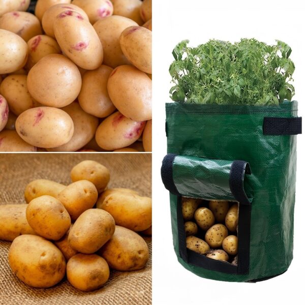 Seed Potato Starter Pack