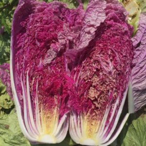 Chinese Cabbage Scarvita F1