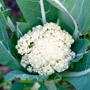 Cauliflower Sprouting Fioretto