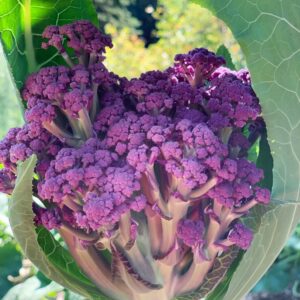 Cauliflower Sprouting Murasaki