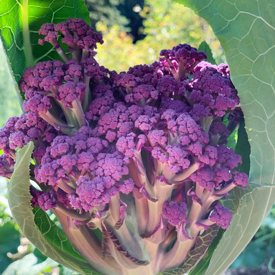 Cauliflower Sprouting Murasaki