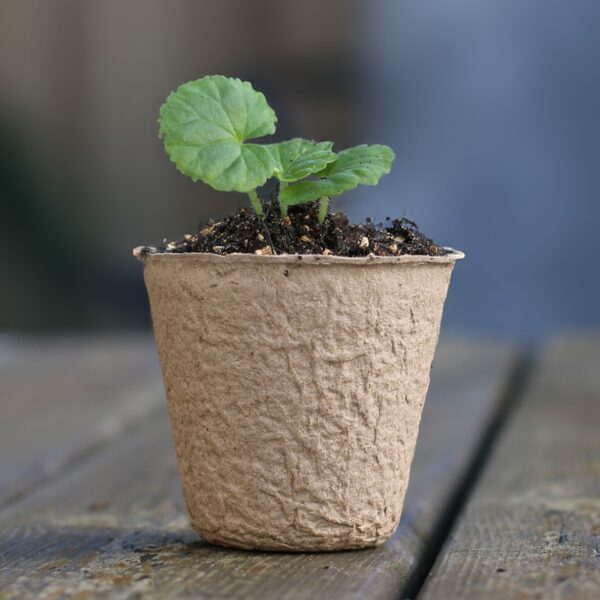 6cm Biodegradable Pots (Round) - Image 2