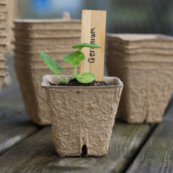 6cm Biodegradable Pots (Square) - Image 2