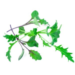 Salad Leaf 'Micro Mild Mix'