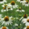 Echinacea White Swan New