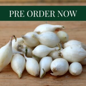 Onion Sets - Snowball