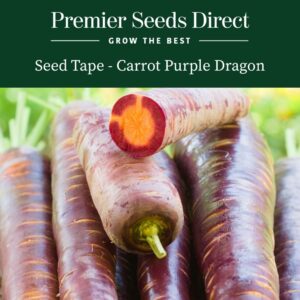 Purple Dragon Carrots with reddish-purple skin and yellow-orange centre freshly harvested.