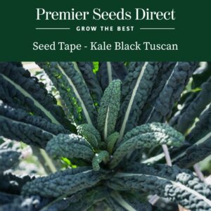 Black Tuscan Kale growing in the garden with deep green leaves