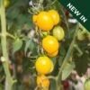 Tomato Sunlemon F1