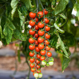 Tomato Suncherry F1