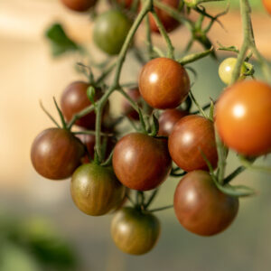 Tomato Sunchocola F1