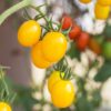 Tomato Sunlemon F1 - Image 2
