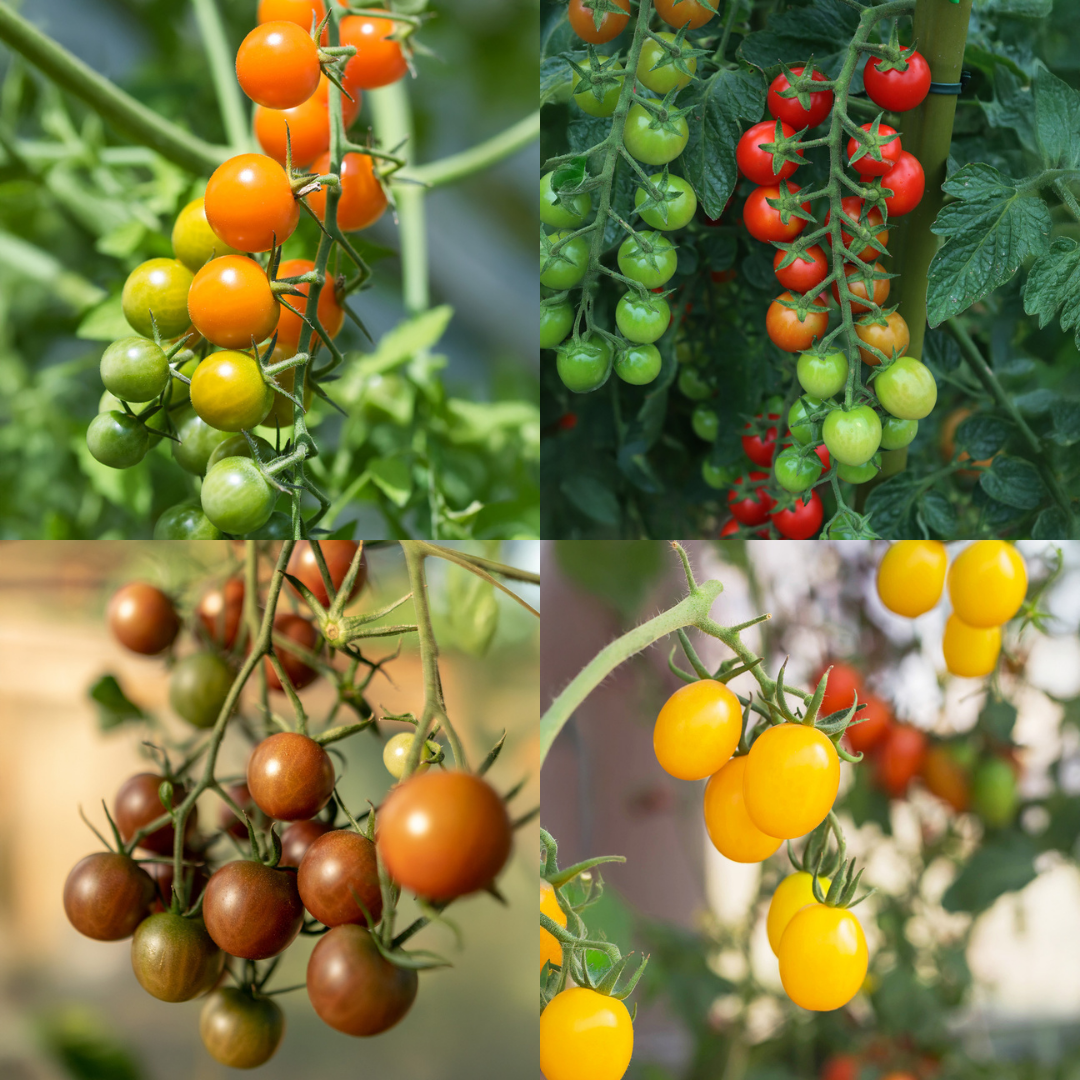 Tomato 'Sungold Family' Bundle