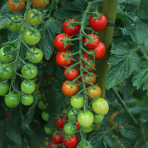 Suncherry tomatoes ripening on the vine in red, yellow, and green with leafy foliage