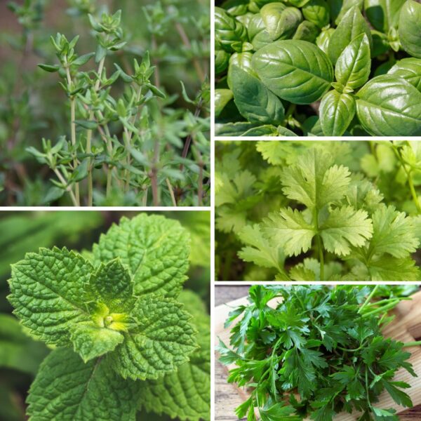 Essential Herbs Bundle