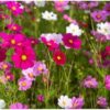 COSMOS SENSATION MIX - SEED TAPE