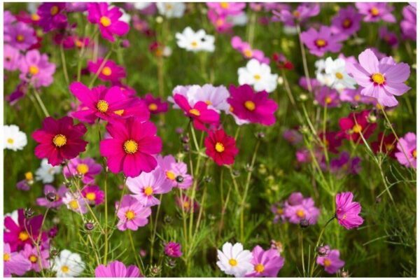COSMOS SENSATION MIX - SEED TAPE