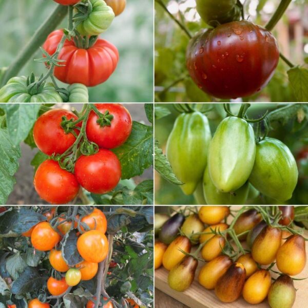 Tomato Heritage Bundle