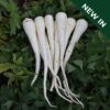 Parsnip Pegasus
