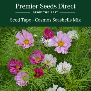Seashell Mix of Cosmos flowers in pastel shades of pink, crimson, and white