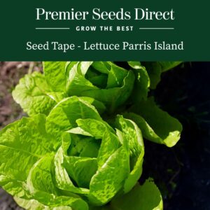 Romaine Parris Island Cos lettuce growing in the ground with vibrant green leaves