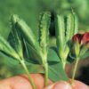 Asparagus Pea - Image 2