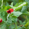 Asparagus Pea - Image 3