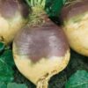 Swede Rutabaga American Purple Top - Image 2