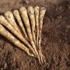 Parsnip Pegasus - Image 2