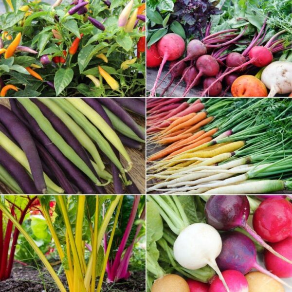 Rainbow Collection
