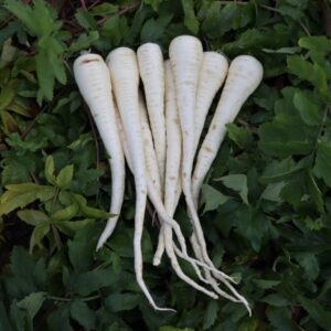 A bunch of white parsnips of the Pegasus variety lying on a leafy background