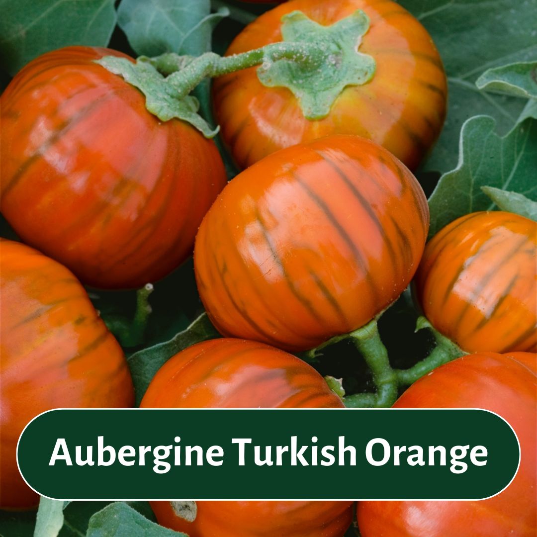 turkish orange
